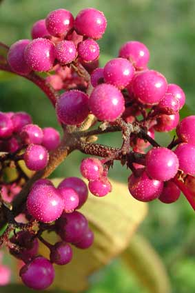 Callicarpa Profusion