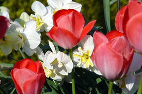 tulip