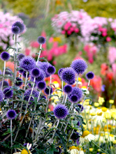 Echinops Taplow Blue