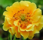 Geum Lady Stratheden
