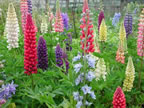 Lupins