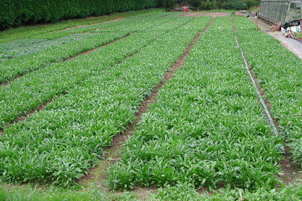 Field grown wallflowers ready for lifting