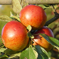 apple sunset