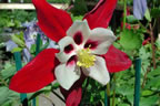 Aquilegia