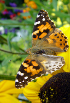 butterfly