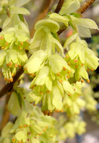 corylopsis spicata