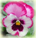 pansy Rose Blotch