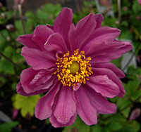 Anemone x hybrida 'Pamina'