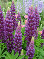 lupin gallery blue