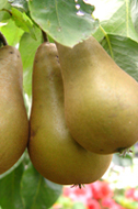 pear conference