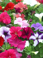 bedding petunias