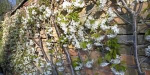cherry blossom on south wall