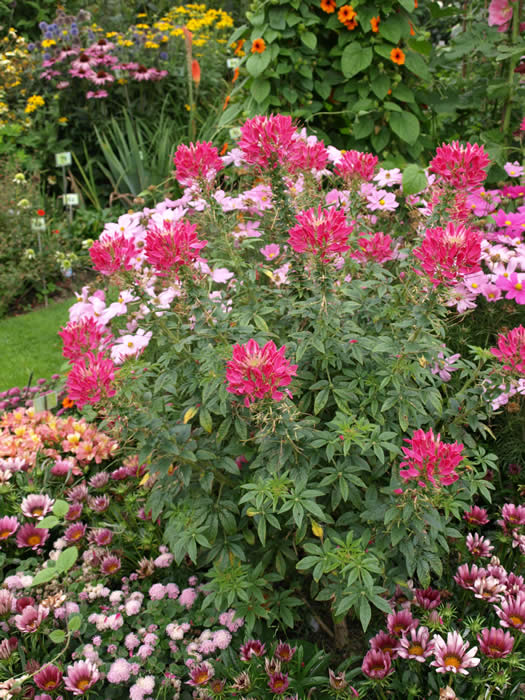Cleome �Sparkler Blush� AAS 2002 Winner bushy annual 3