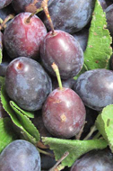 damsons