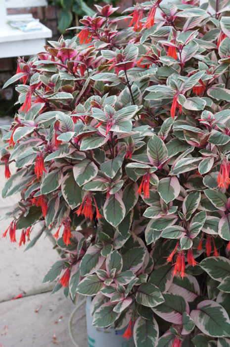 Fuchsia Firecraker