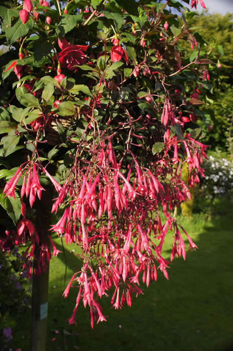 Fuchsia Eruption
