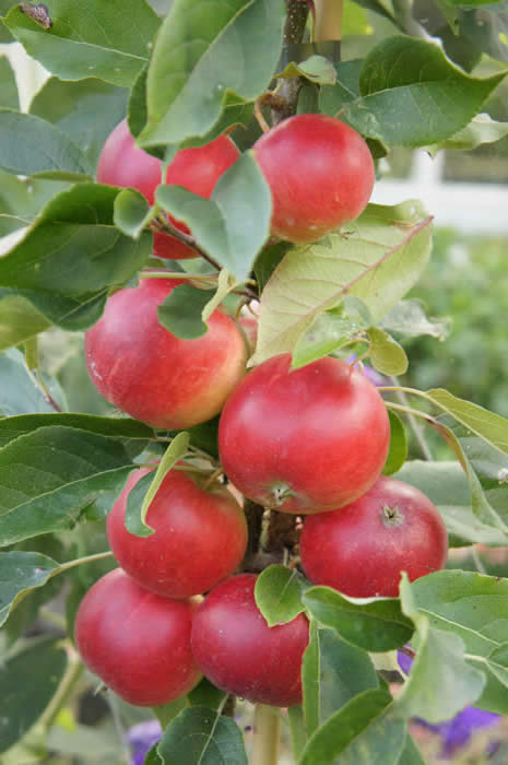 apple Scrumptious