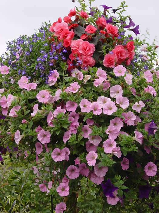 Surfinia and Begonia basket