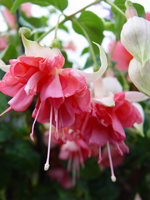 fuschia Peachy