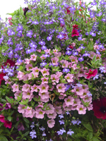 hanging baskets