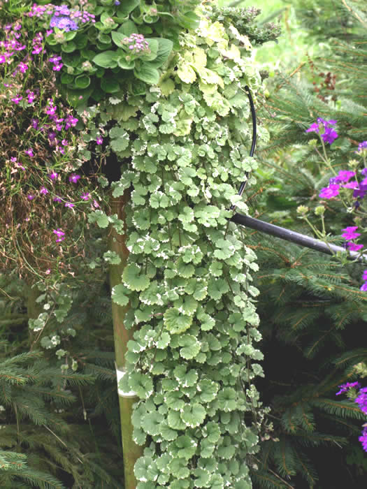 Nepeta Glechoma