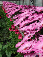 osteospermum