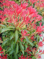 pieris
