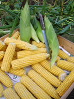 sweetcorn
