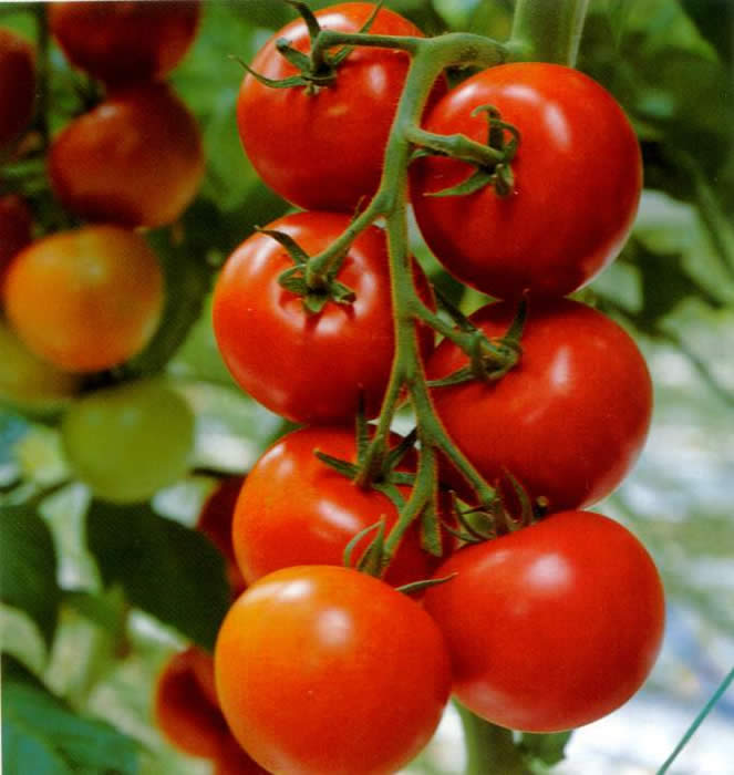 Tomato Plants