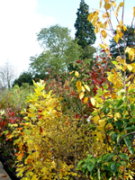 tree sales area autumn