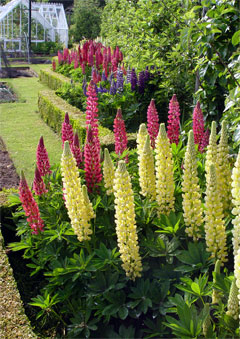 lupin trials 2005