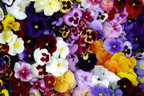 Pansies mixed
